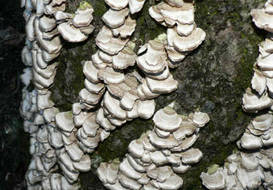 Fungus of the week!