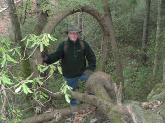 The amazing circular Hemlock Tree.