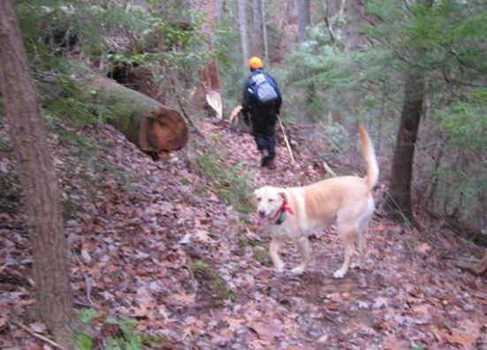 "Nugget" is the trail dog of the day. .