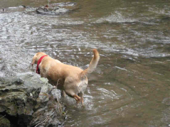 Everyone managed to keep their feet dry except "Nugget".