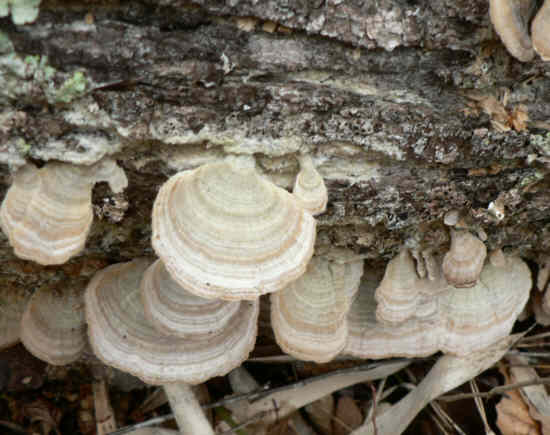 Fungus of the week!