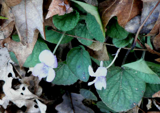 A Wildflower on Jan. 13th! Purple Violet.