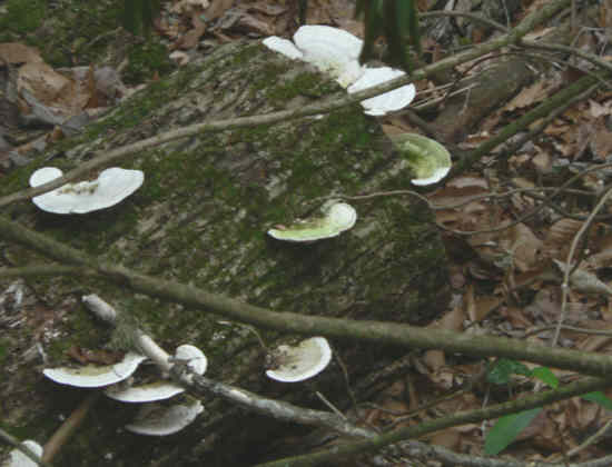 The fungus of the week!