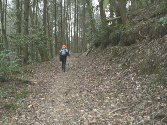 This nice portion of the trail is on an old roadbed.
