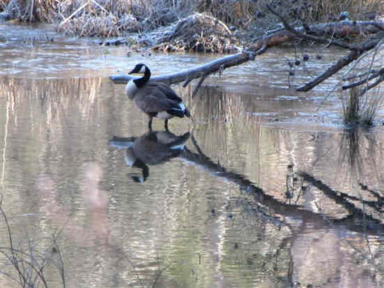 Canada Goose on Nancytown Lake.
