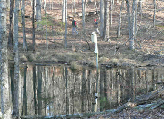 There are lots of Wood Duck boxes along the lake.