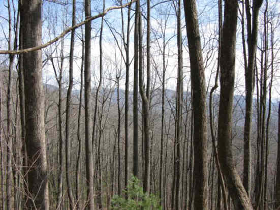 Beautiful hardwood forest in the mountains.