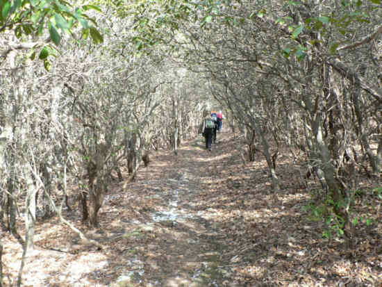 Here the trail tunnels through a Mountain Laurel thicket.