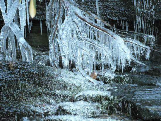 Frozen beauty!