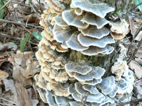 Fungus of the week! back by popular demand.