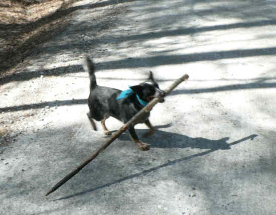Lili "the trail dog" carries a big stick!