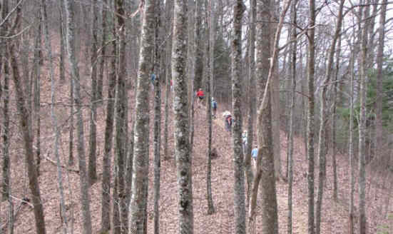 A beautiful hike through tall timber!