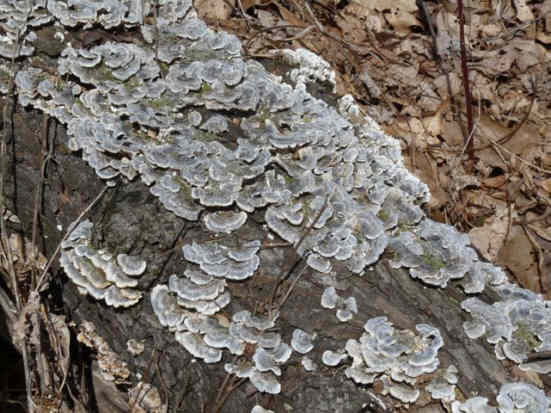 Fungus of the week!