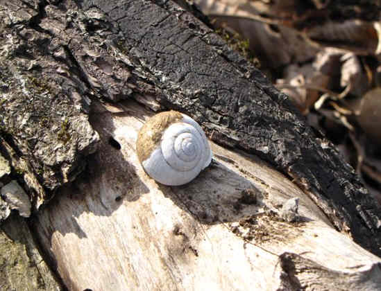 Snail of the week!