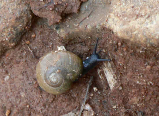 A trail snail!