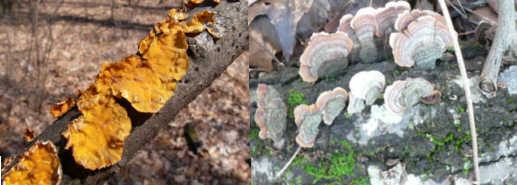 Fungi of the week!