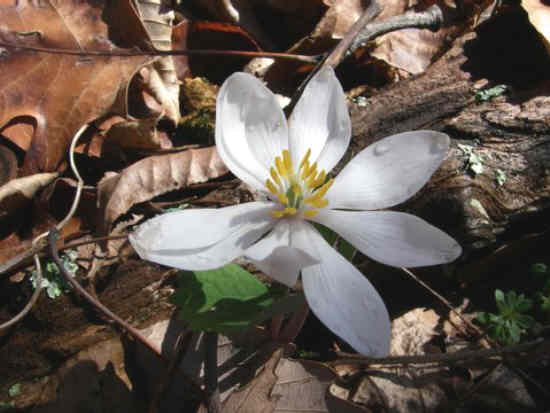 Wildflowers are starting to bloom!Bloodroot (Sanguinaria canadensis)