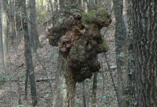 Someone noticed that this gnarled tree has the profile of Abe Lincoln. Look on the right side of the tree. Nose, chin, mouth, eyes, hair, etc. (amazing tree of the week!)
