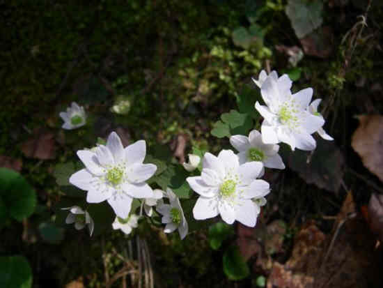 Nice wildflower day! Rue Anemone (Thalictrum thalictroides)