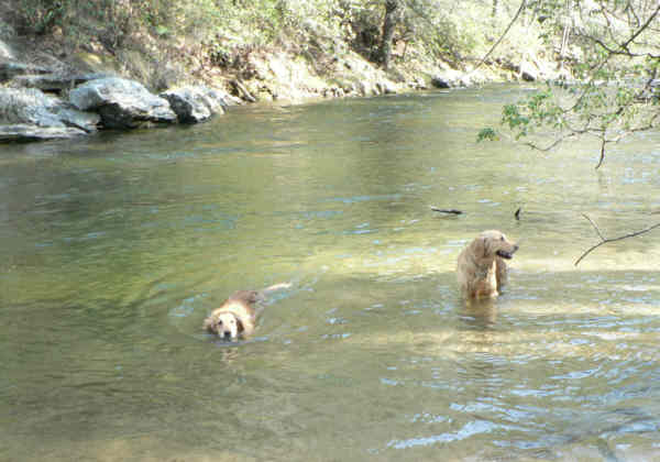 Trail dogs for the day (Ty and Jessie) enjoy a nice swim in the river!