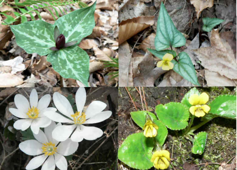 Some of today's wildflowers (top left then clockwise) Purple Toadshade Trillium, Halberd-leaved Violet, Round Leaved Yellow Violet, Bloodroot.
