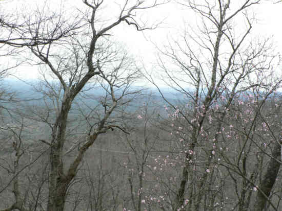 Walking down Justus Mountain we look across to F.S. Rd. 42. The pink blossoms are wild peach.