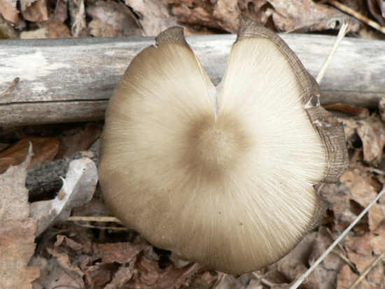 Mushroom of the week!