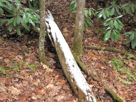 Snow-covered log.