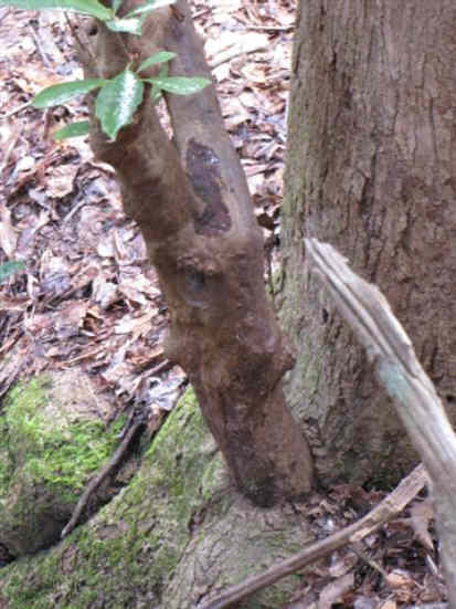 Nature's marvel of the day! A Rhododendron growing through a hole in a large Poplar tree.