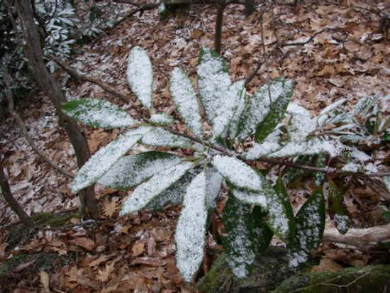 More evidence of the snow.