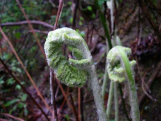 The Fiddleheads are starting to come up.