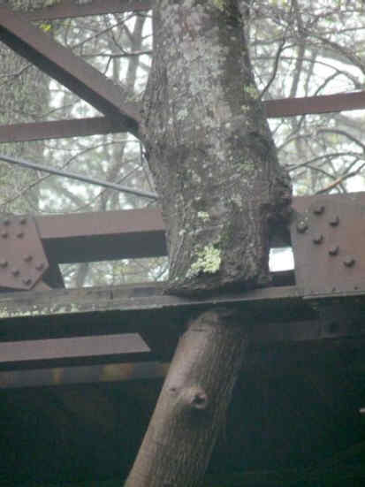 Nature's marvel of the day! A Poplar tree grew through a gap in the metal bridge and has molded itself around the rails.
