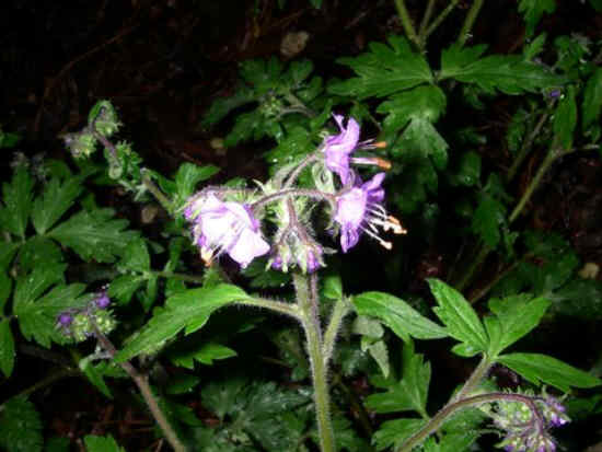 Wildflower of the day! Purple Phacelia, we think.