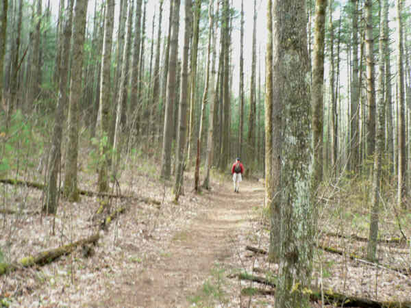 A beautiful trail through the forest!