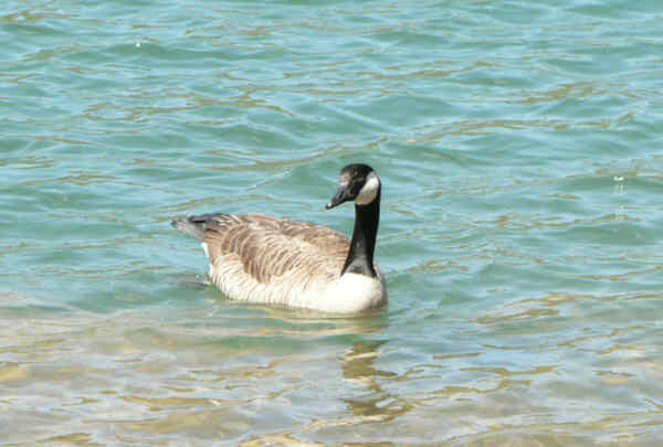 Canada Goose