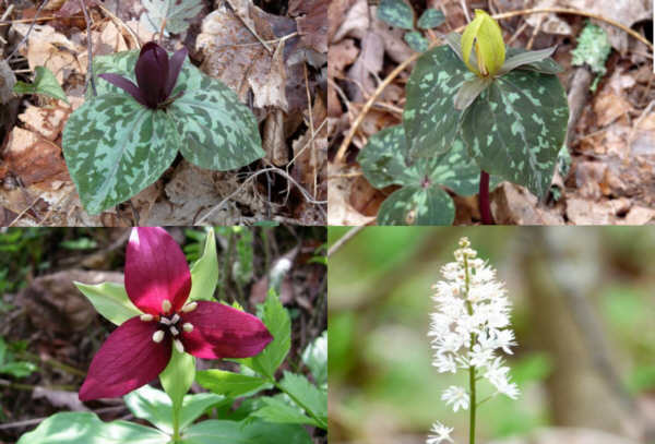 Some of today's wildflowers: (top left then clockwise) Purple Toadshade Trillium, Yellow Toadshade Trillium, Foamflower, Red Erect Trillium.