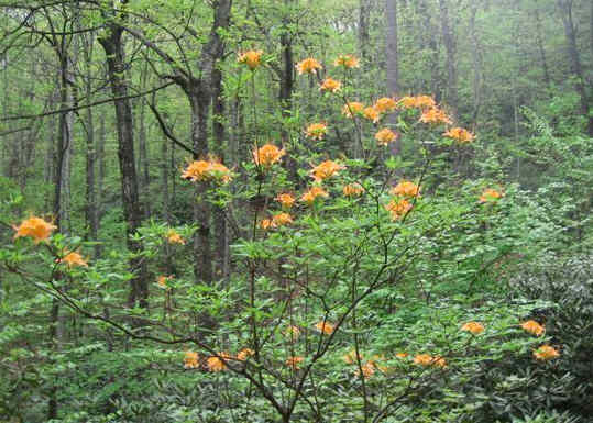 The Flame Azaleas are blooming!