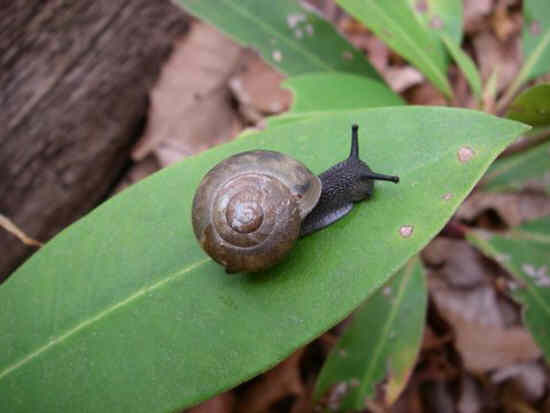 Trail Snail