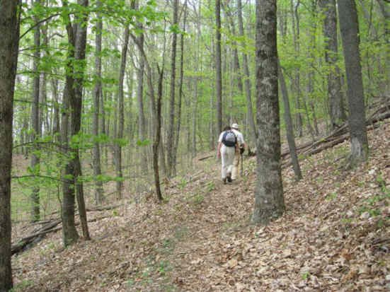 The beauty of fresh bright green foliage returning to the forest!
