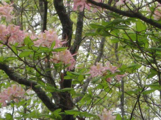 Pinxter Azalea