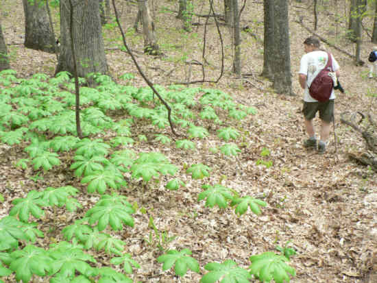 A large stand of Mayapples.