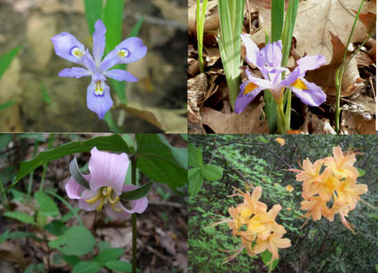 Some of today's wildflowers: (top left then clockwise) Iris cristata, Iris verna, Flame Azalea and Catesby Trillium.