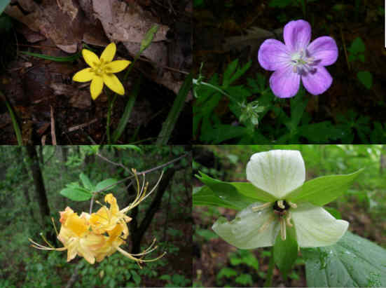 Some of today's wildflowers (top l-r then clockwise) Yellow Star Grass, Wild Geranium, White Erect Trillium, Flame Azalea.