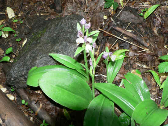 Showy Orchis