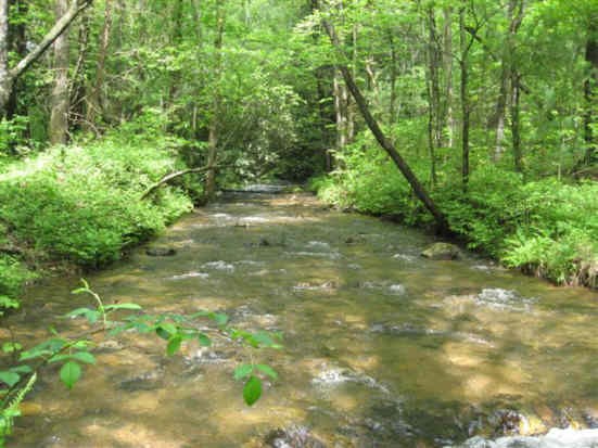 West Fork of Wolf Creek!