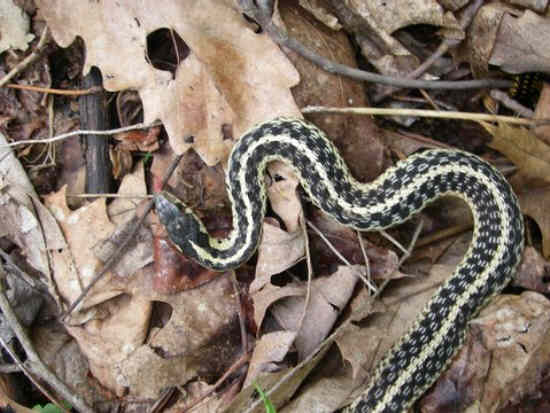 Snake season is here....Eastern Garter Snake