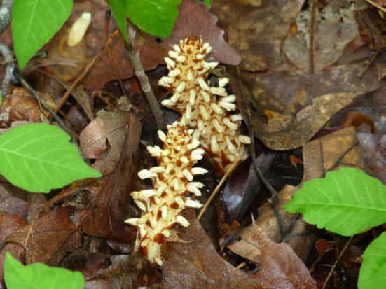 Squaw Root