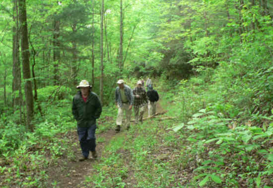 The trail starts out on an old forest service road that is very green and lush.