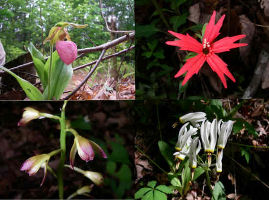 Some of today's wildflowers. (top left then clockwise) Pink Lady Slipper, Fire Pink, Shooting Stars and Puttyroot Orchid.