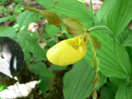 A rare treat along the trail... Yellow Lady Slipper.